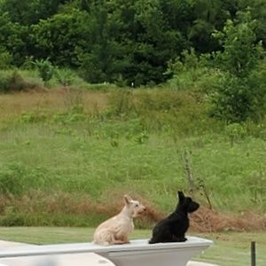 Meet your Posher, Novyce